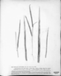 Ustilago filiformis image